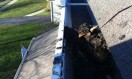 Gutter cleaning
